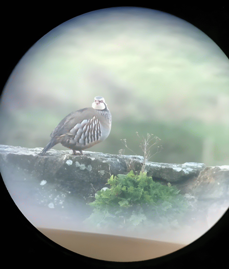 Bird watching and stock herding