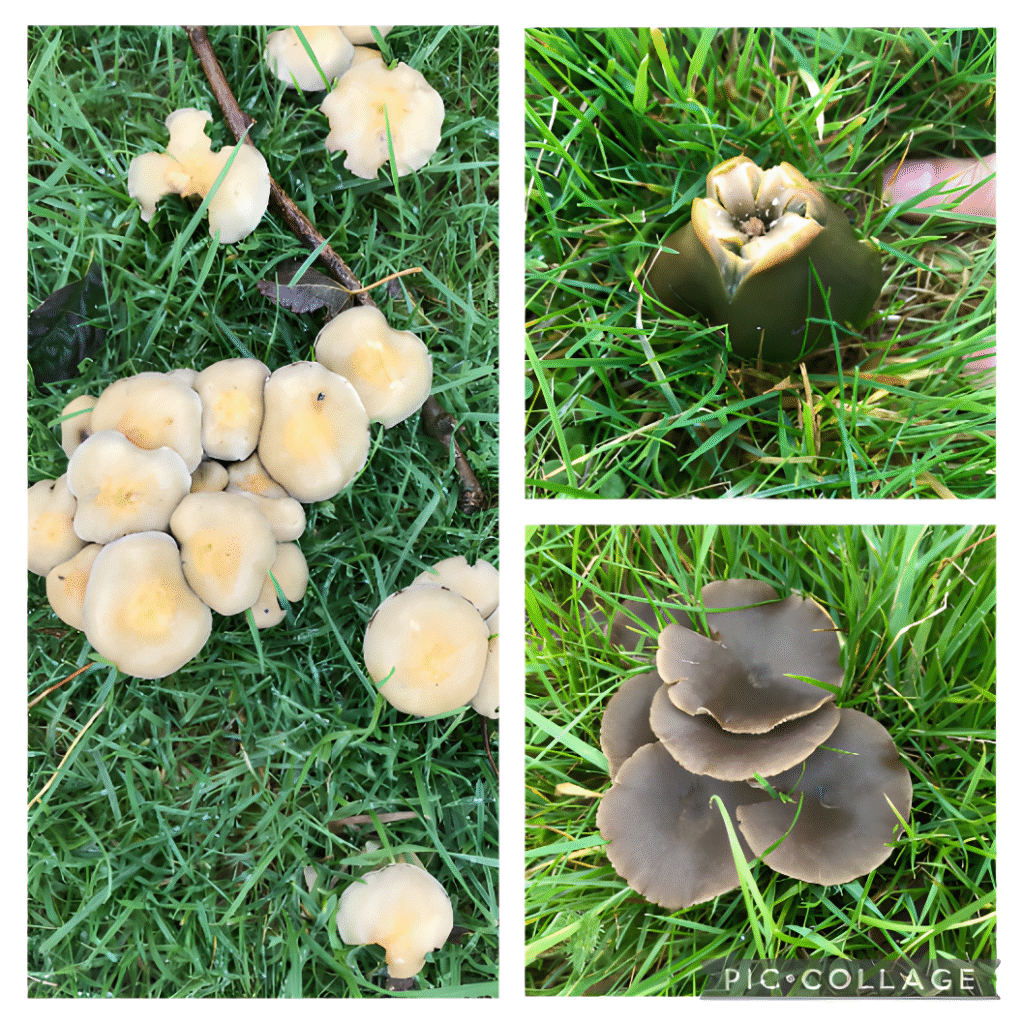 Bee adoration, litter collection and fungi identification
