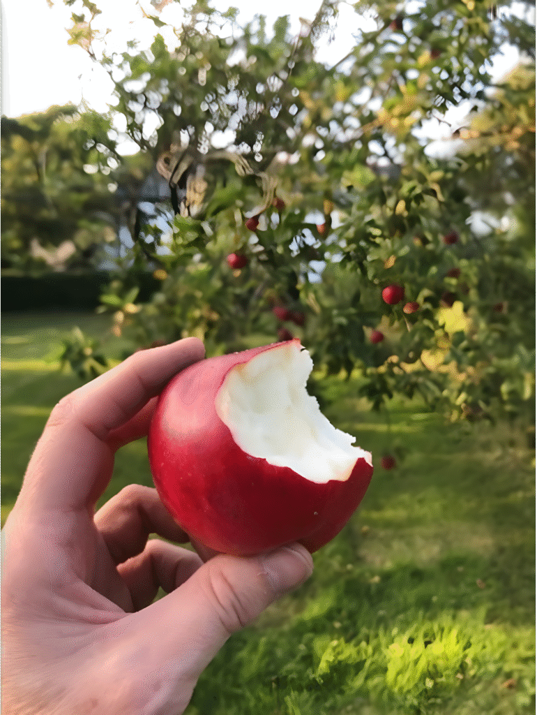 The bounty of the apple harvest, beautiful barn owls and saying goodbye to Ollie