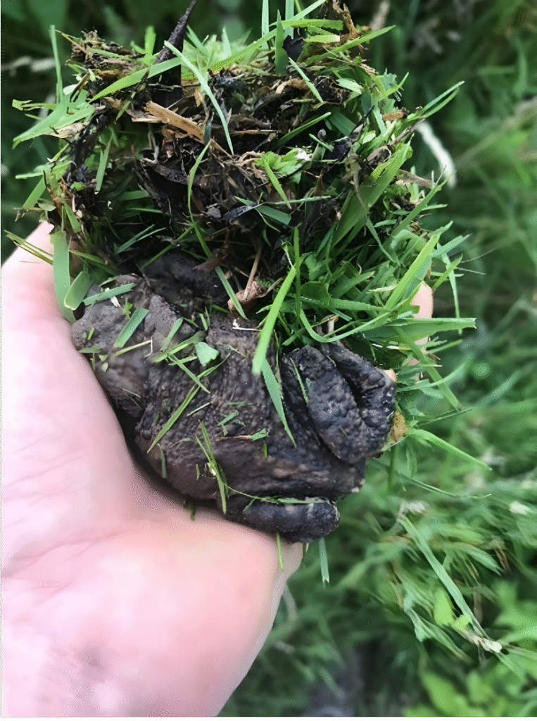 Our first visitors, apple harvest and a toad